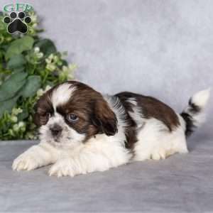 Captain, Shih Tzu Puppy